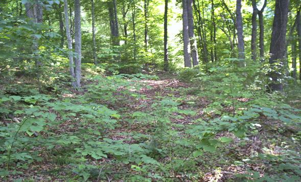 1671 Cove Pointe Road La Follette, TN 37766 - Photo 6 of 6 Looking East