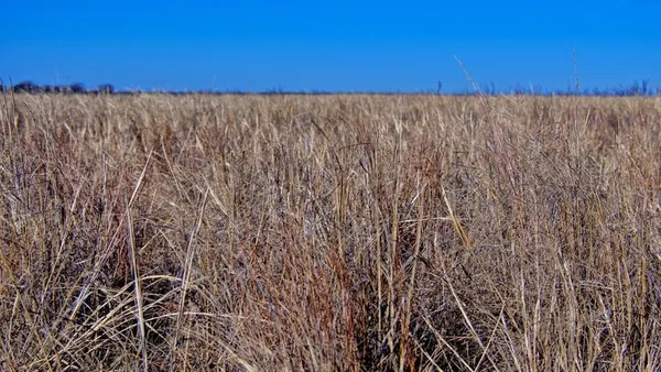a view of tall trees with wooden fence