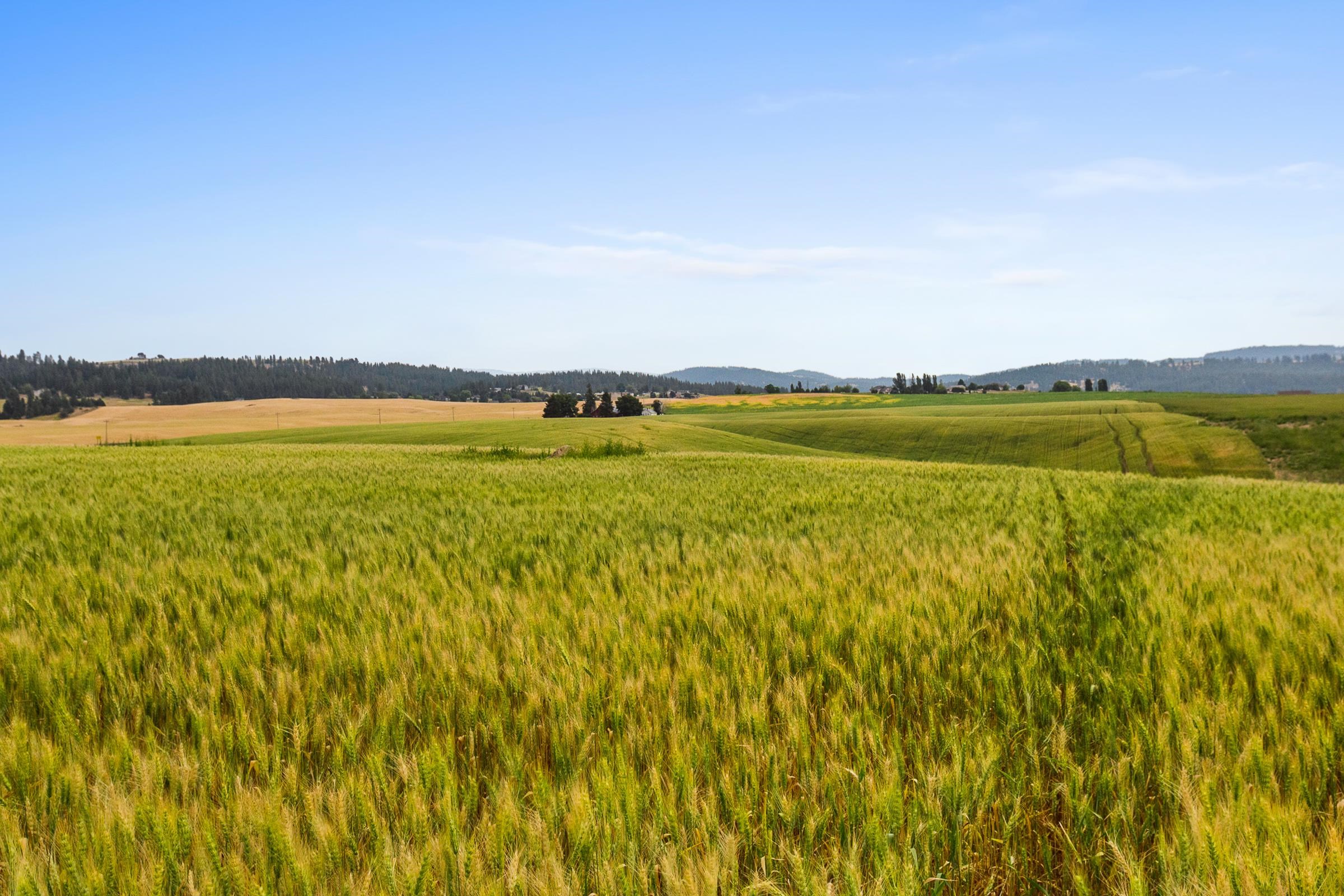 Nka North Bruce Road, Unit LOT 3 Mead, WA 99021 - Photo 10 of 11