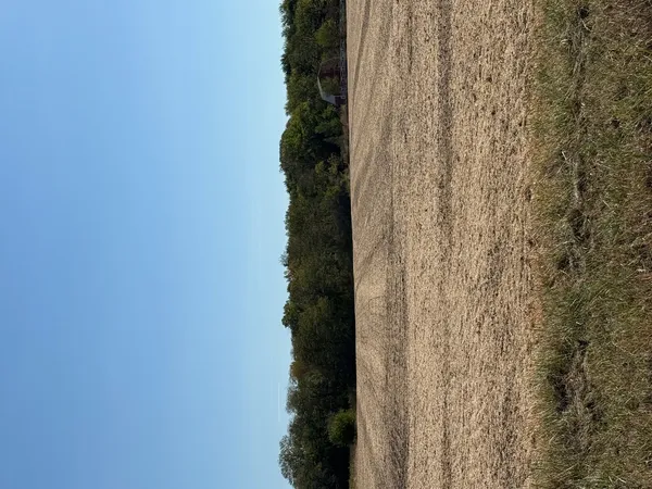 a close up of a plant