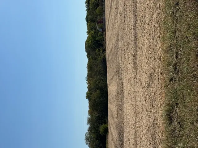 a close up of a plant