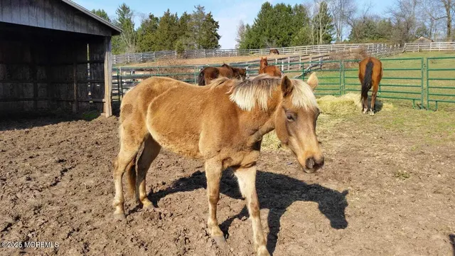 a view of a backyard with a mountain