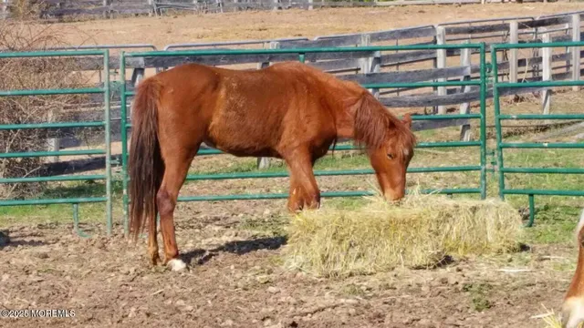 a view of backyard of house
