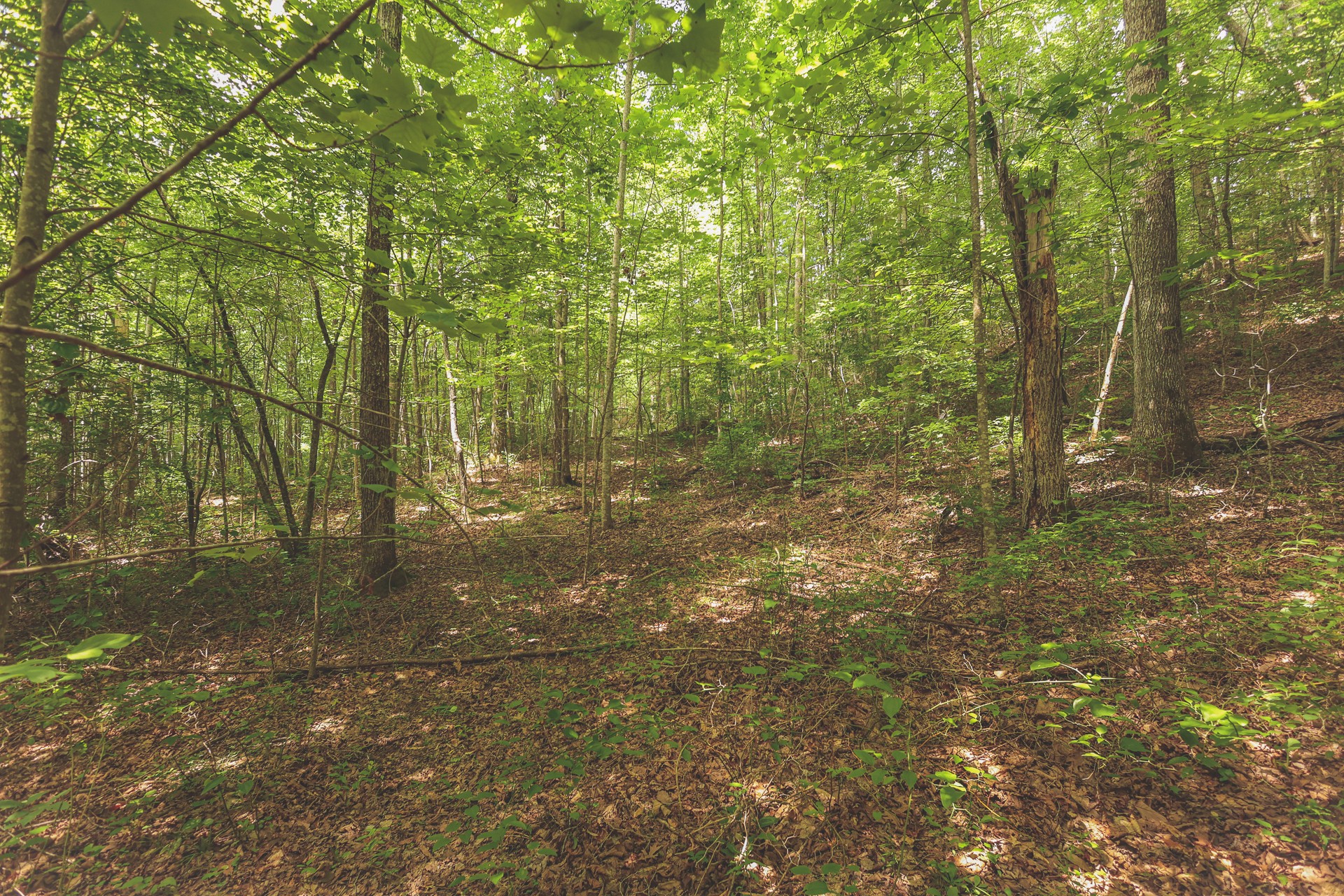 0 Long Fork Creek Road Spencer, TN 38585 - Photo 10 of 45