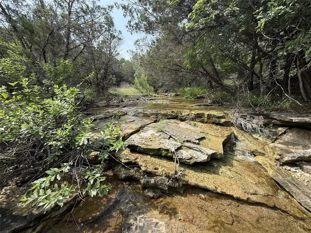 a view of a forest with trees