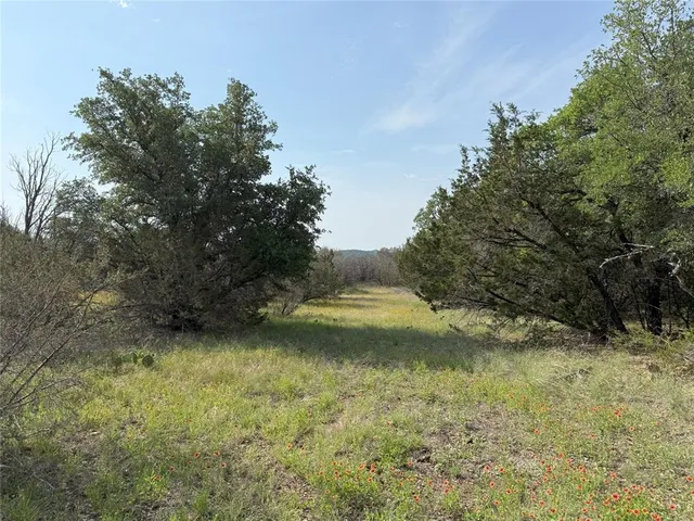 a view of a forest with trees in the background