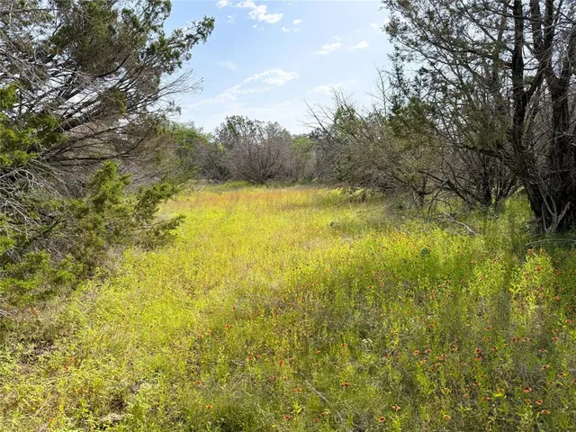 a view of a yard with a tree