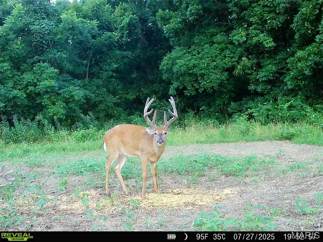 $1,080,800 | 0 Highway D (77.2 /- Acres ) Tract 1 Eolia Mo 63344, Eolia, MO 63344