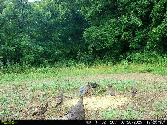 $1,080,800 | 0 Highway D (77.2 /- Acres ) Tract 1 Eolia Mo 63344, Eolia, MO 63344