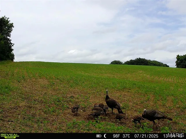 $1,080,800 | 0 Highway D (77.2 /- Acres ) Tract 1 Eolia Mo 63344, Eolia, MO 63344