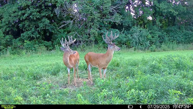 $1,080,800 | 0 Highway D (77.2 /- Acres ) Tract 1 Eolia Mo 63344, Eolia, MO 63344