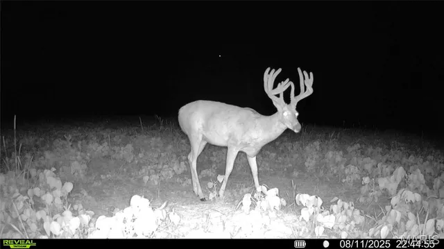 $1,080,800 | 0 Highway D (77.2 /- Acres ) Tract 1 Eolia Mo 63344, Eolia, MO 63344