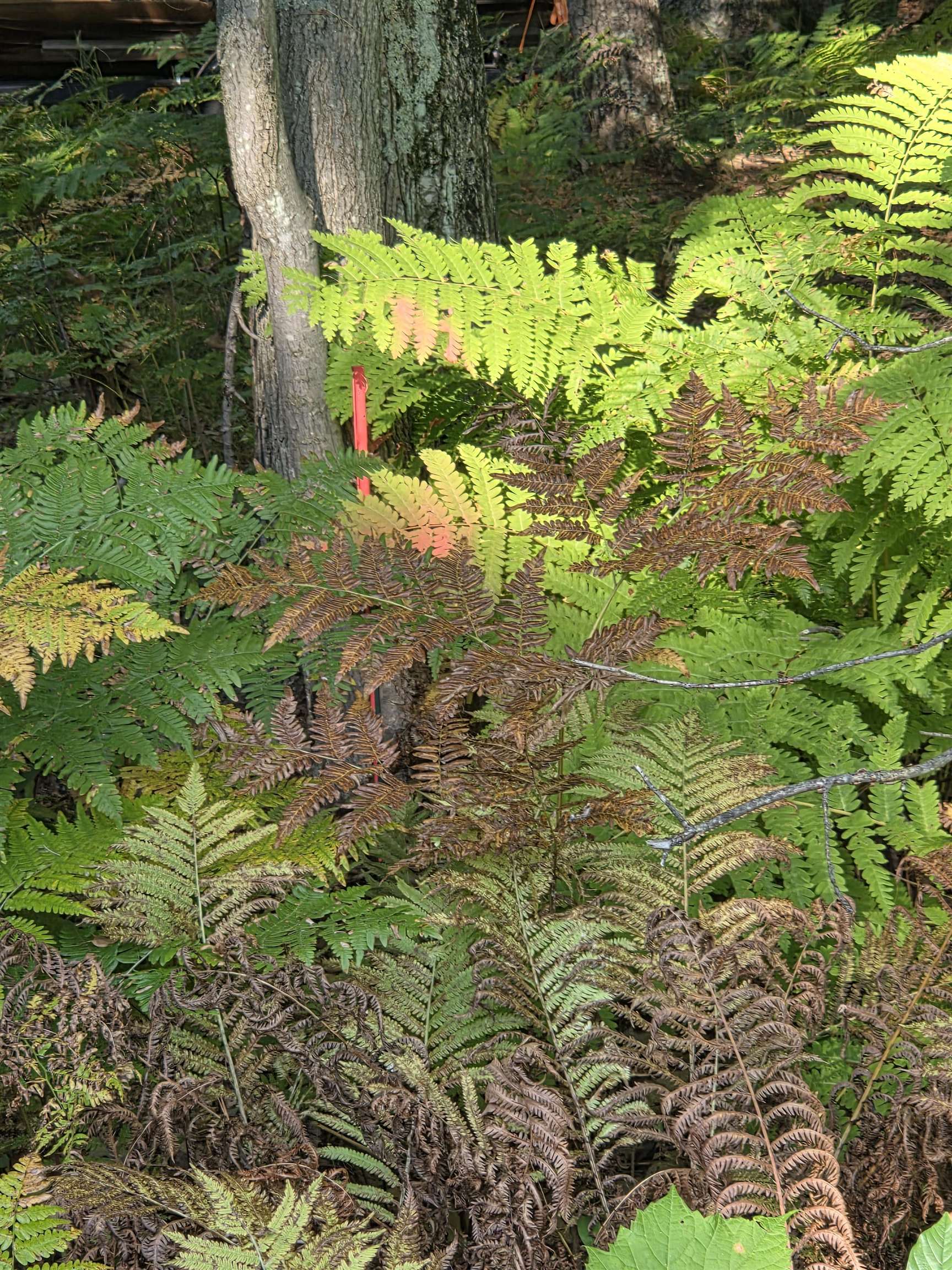 Hale Road Peshtigo, WI 54157 - Photo 3 of 10