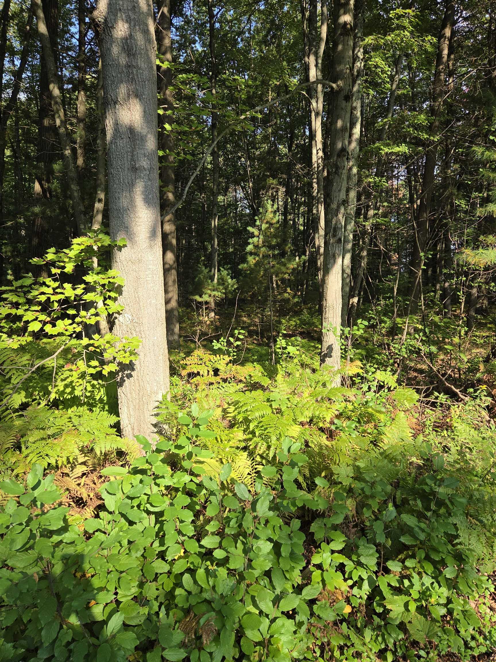 Hale Road Peshtigo, WI 54157 - Photo 4 of 10