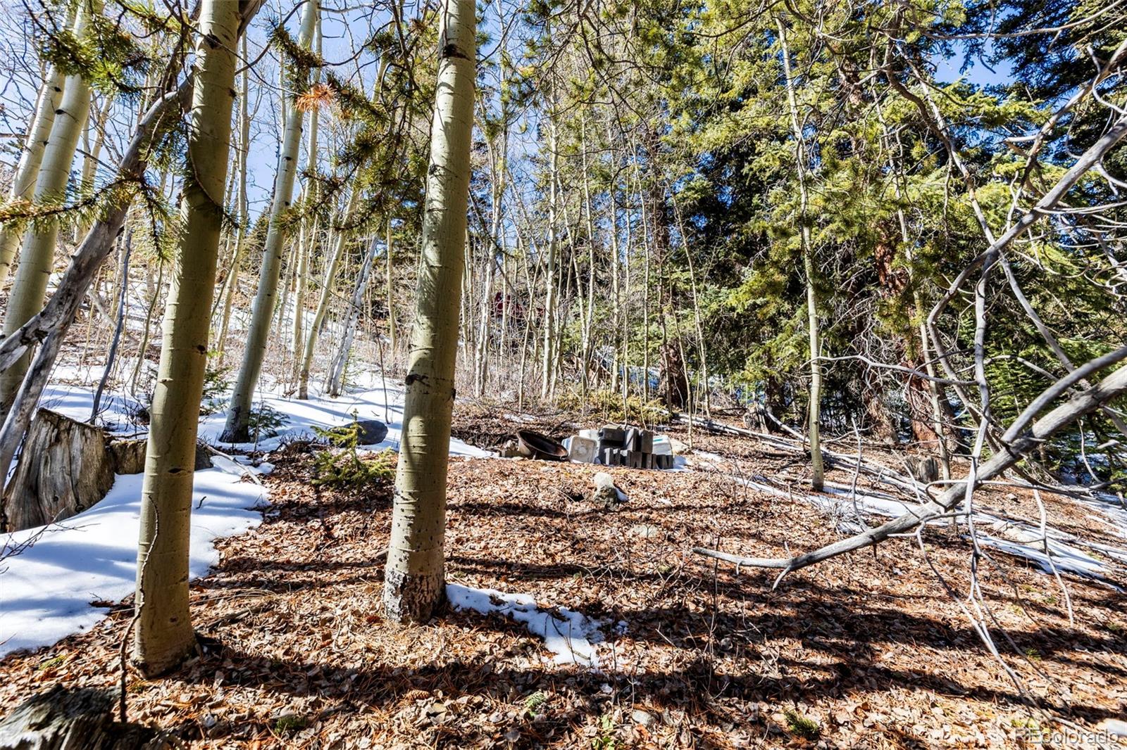 944 Roberts Road Alma, CO 80420 - Photo 7 of 30 a view of a forest with a tree