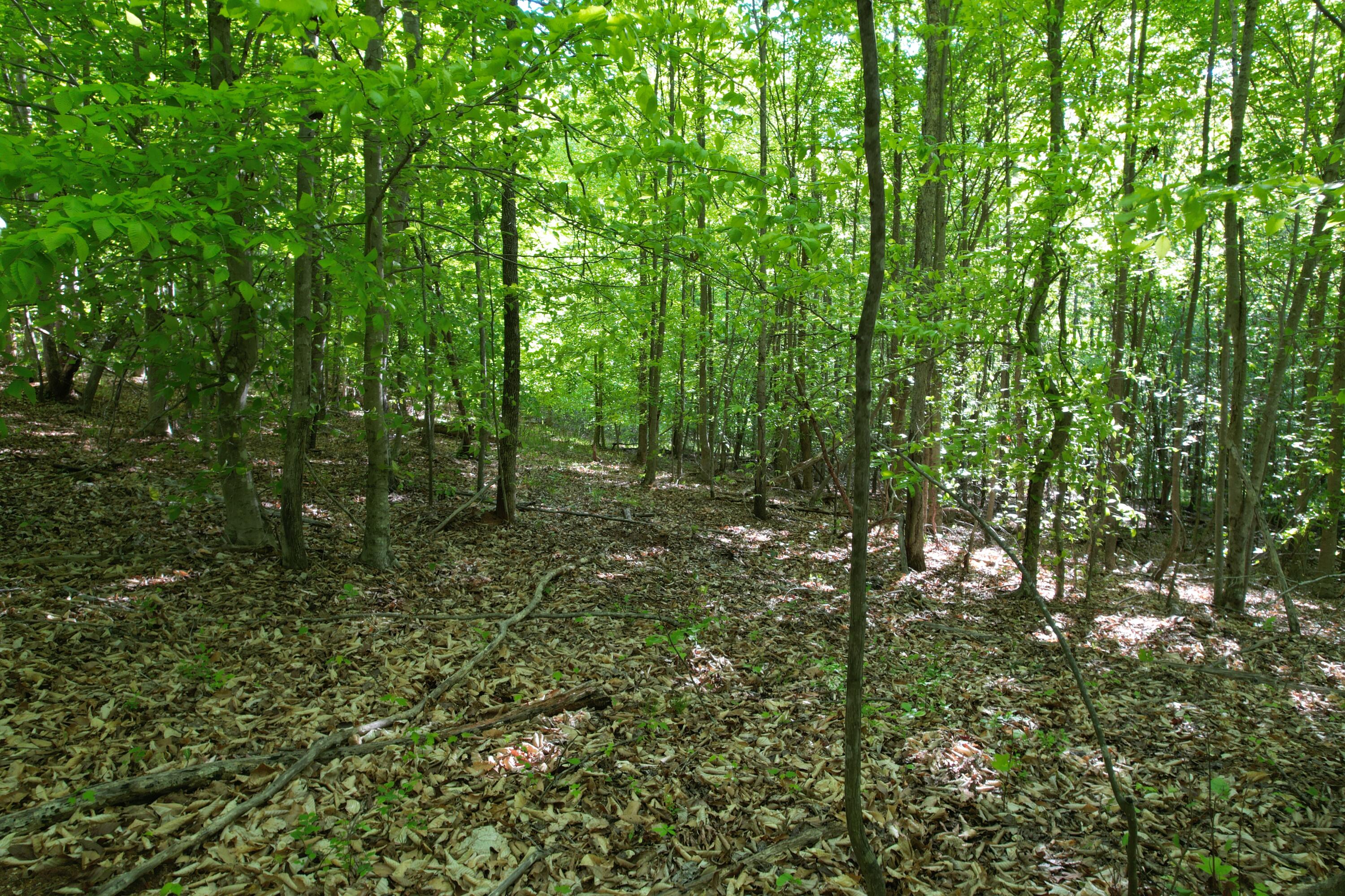 0 Webster Road Glade Hill, VA 24092 - Photo 53 of 65 DJI_0498