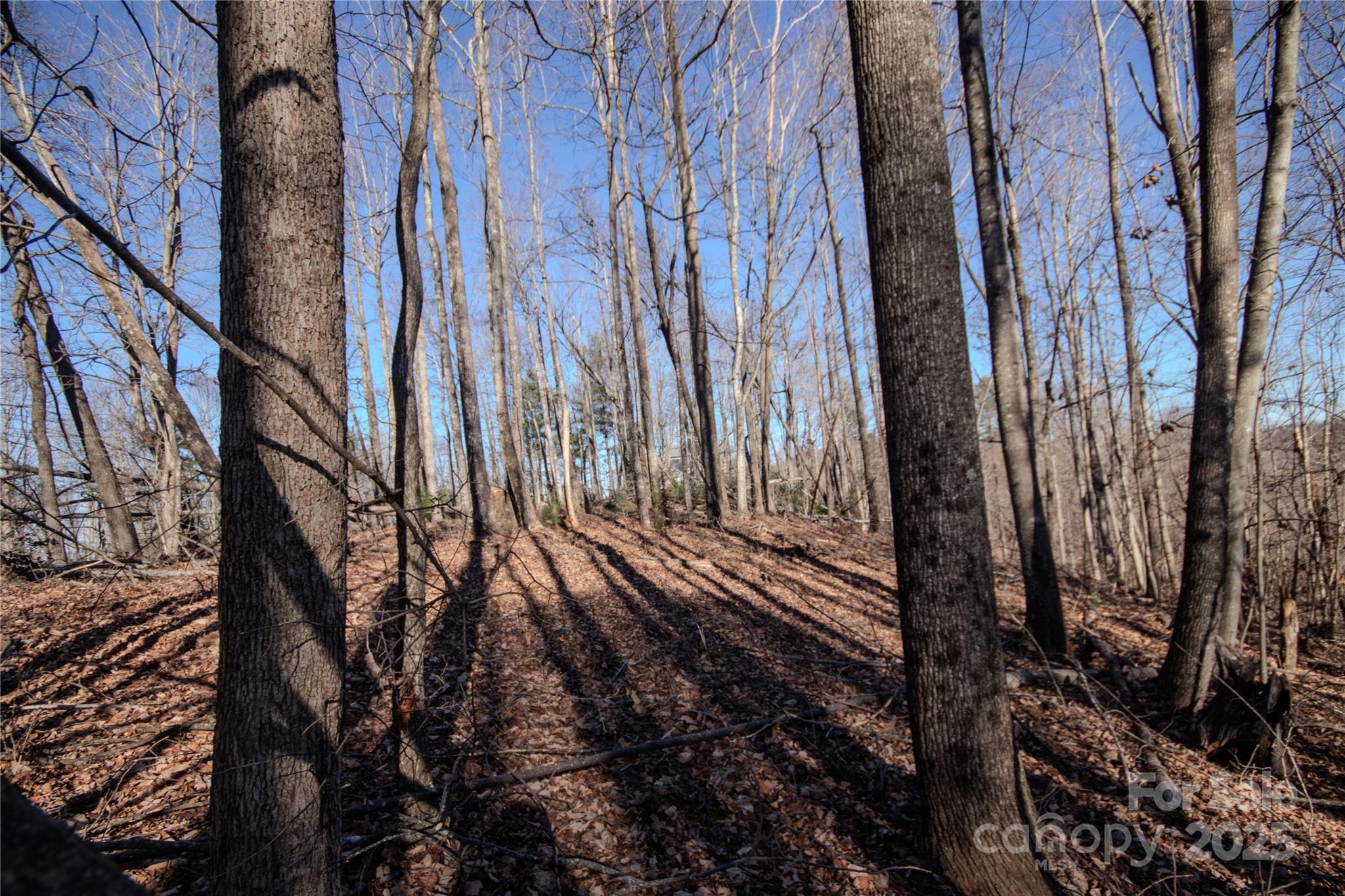 2211 Nighthawk Ridge Court, Unit 22 Lenoir, NC 28645 - Photo 6 of 12 a view of a yard with street and trees