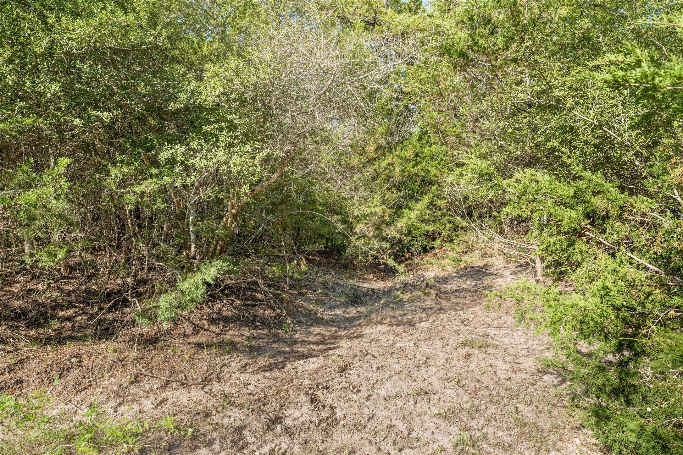 7358 Taplin Lane Burton, TX 77835 - Photo 3 of 9 a view of a yard with a tree