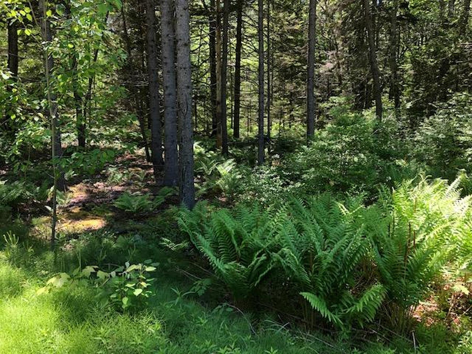 Lot133 A Back Shore Road Round Pond, ME 04564 - Photo 1 of 4 1