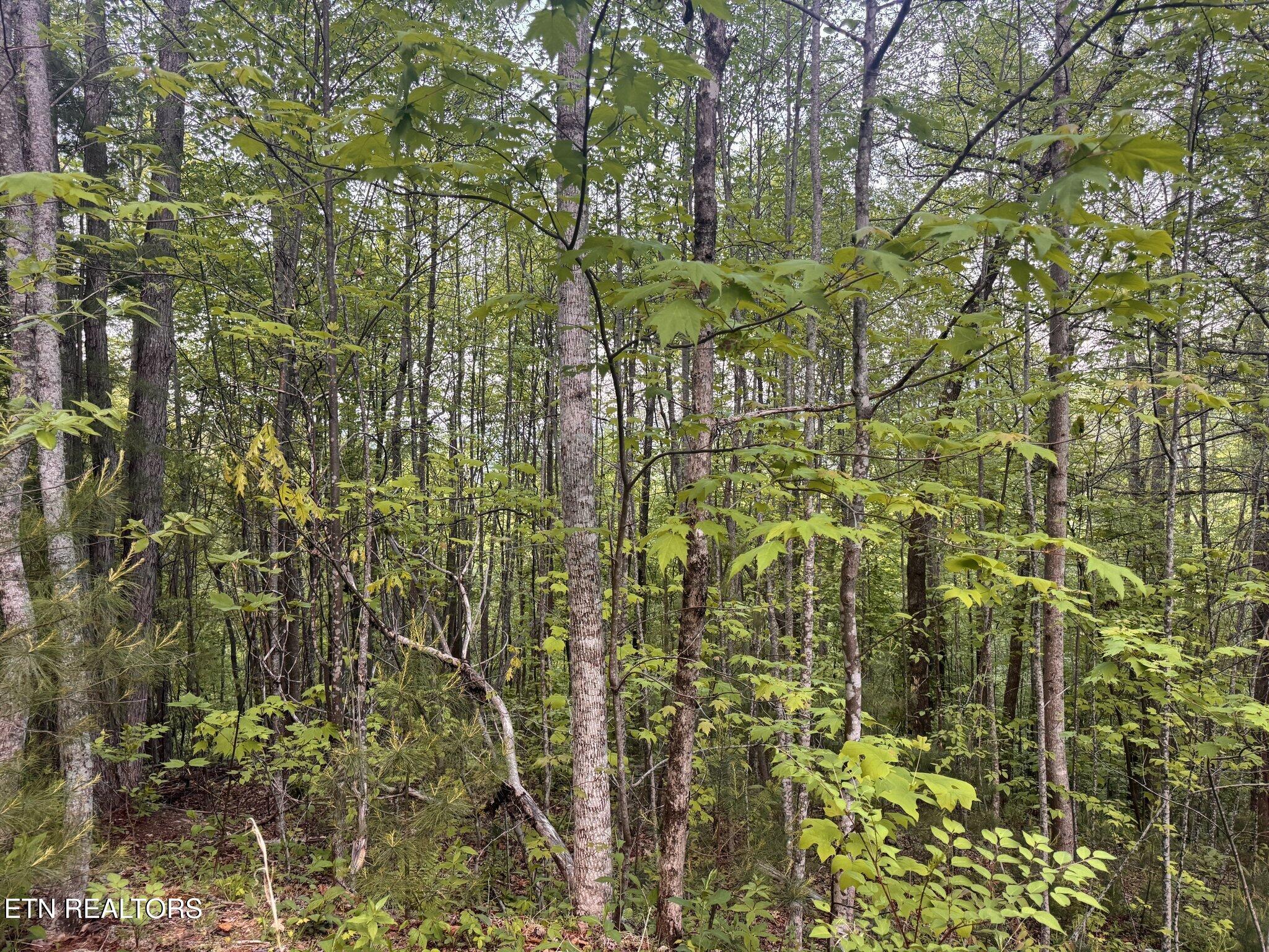 Lot 41 Black Maple Way Del Rio, TN 37727 - Photo 23 of 23 Black Maple property2
