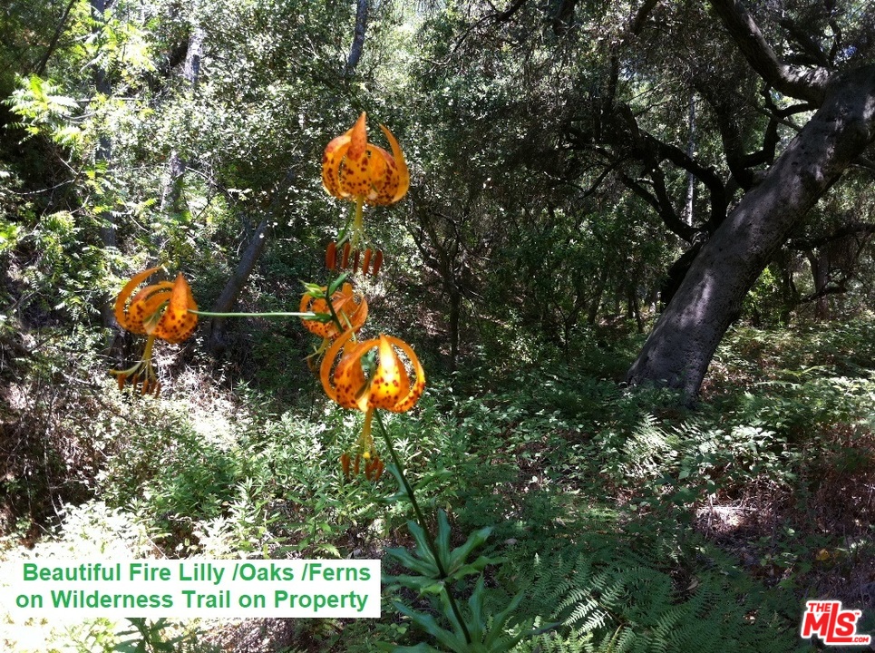 3300 Encinal Canyon Road Malibu, CA 90265 - Photo 9 of 17 Gallery Image 9