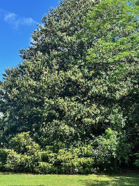 1427 Fort Lamar Road Charleston, SC 29412 - Photo 13 of 14 Beatuiful Magnolia