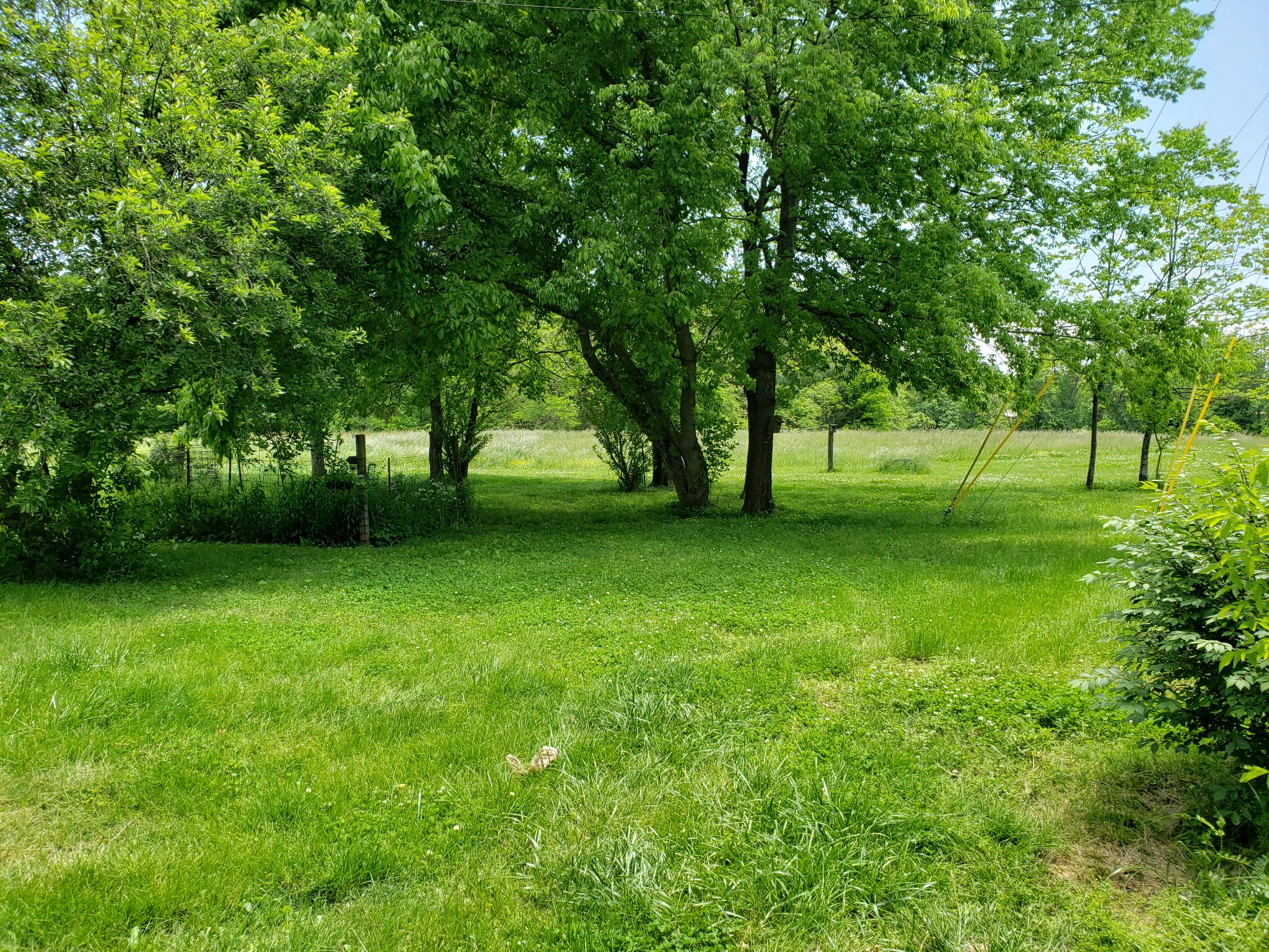 2570 Cheek Road Southside, TN 37171 - Photo 7 of 14 a view of field with tall trees