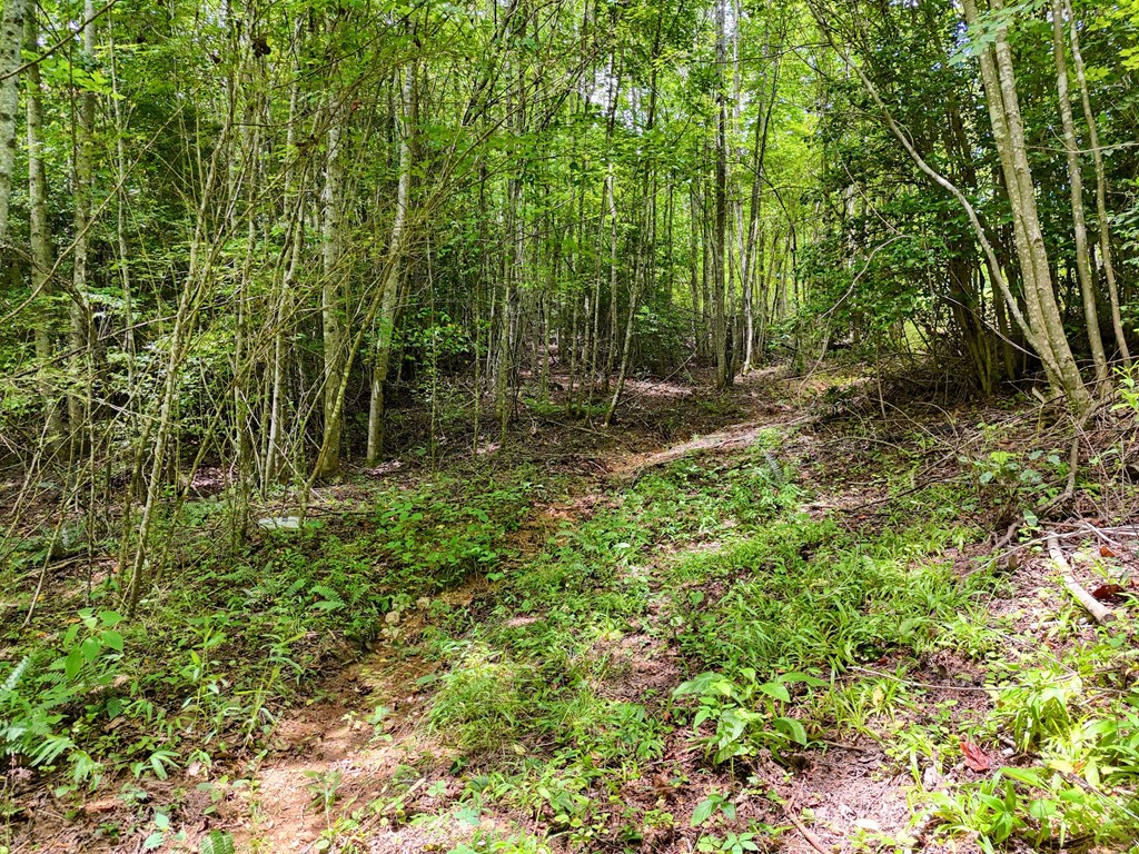 89 Simmons Ridge Mineral Bluff, GA 30559 - Photo 63 of 82 a backyard of a house with lots of green space