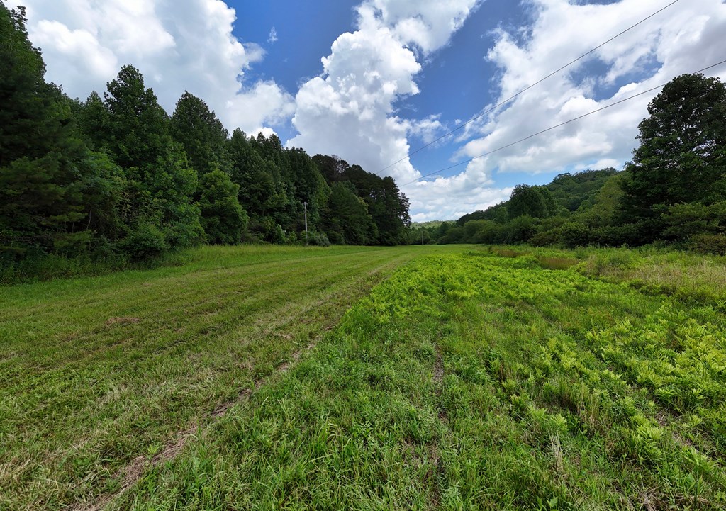 89 Simmons Ridge Mineral Bluff, GA 30559 - Photo 65 of 82 a view of a big yard with plants and large trees