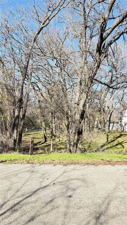 a garden view with large trees