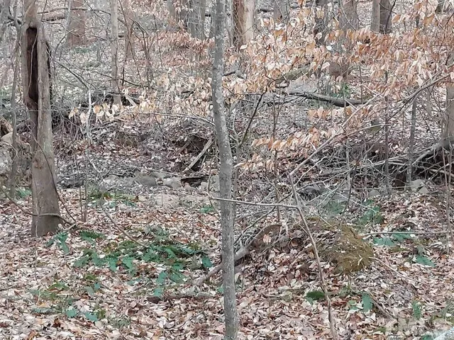a view of a forest that has a tree