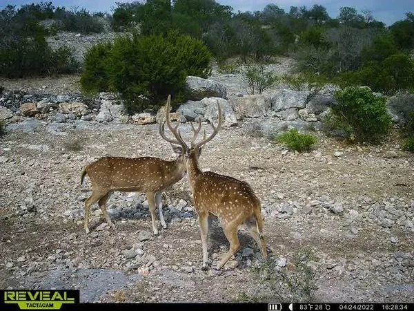 $171,350 | 0 Other, Rocksprings, TX 78880