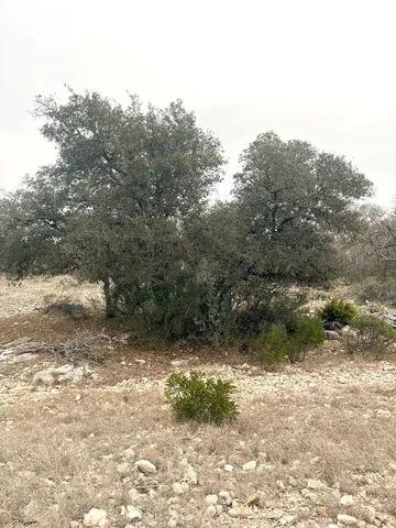a view of a yard with large trees
