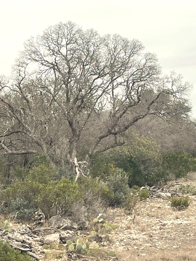 0 Other Rocksprings, TX 78880 - Photo 45 of 61 a view of a yard with a tree