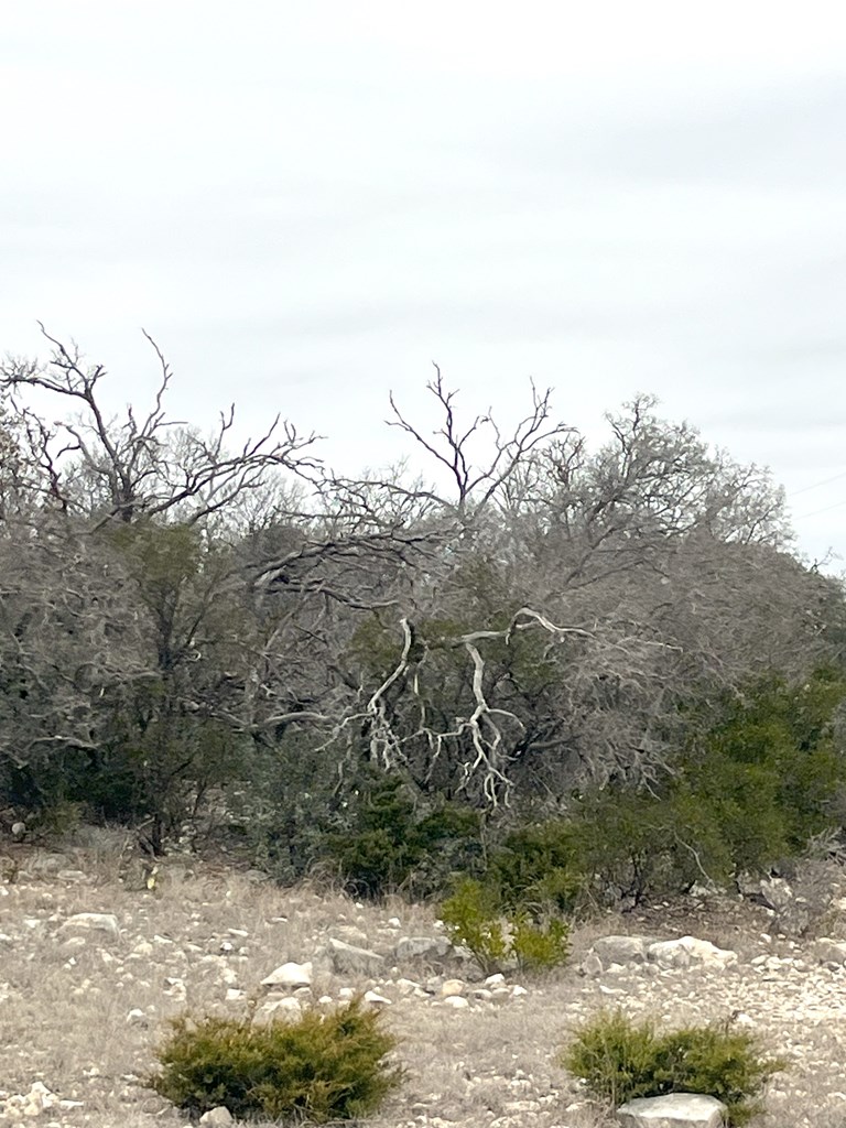 0 Other Rocksprings, TX 78880 - Photo 48 of 61 a view of a yard with a tree