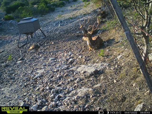 0 Other Rocksprings, TX 78880 - Photo 52 of 61 a view of a yard with large trees