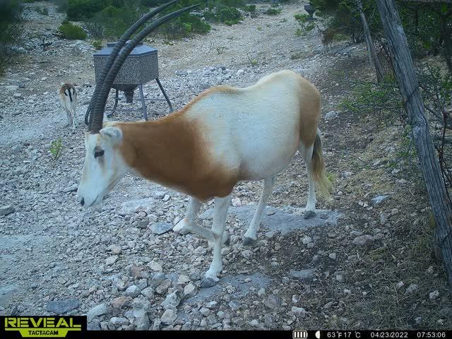 0 Other Rocksprings, TX 78880 - Photo 53 of 61 a view of a dry yard