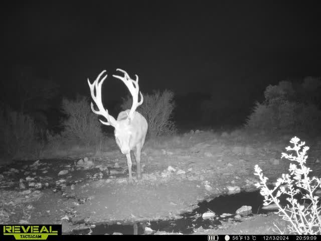 0 Other Rocksprings, TX 78880 - Photo 55 of 61 a vase of flowers sitting on a table