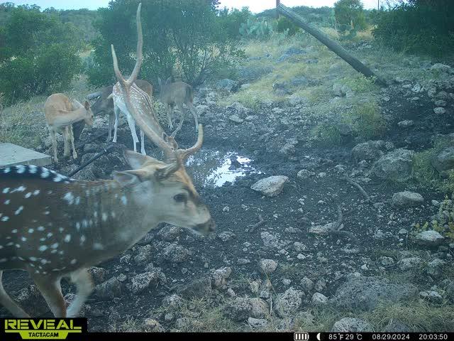 0 Other Rocksprings, TX 78880 - Photo 56 of 61 a backyard of a house with lots of green space
