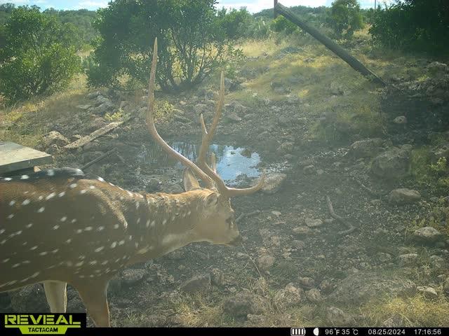 0 Other Rocksprings, TX 78880 - Photo 57 of 61
