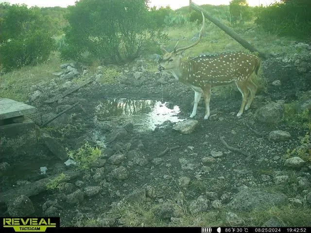 $171,350 | 0 Other, Rocksprings, TX 78880