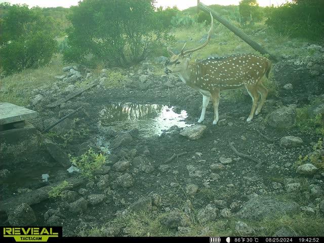 0 Other Rocksprings, TX 78880 - Photo 58 of 61 a view of forest