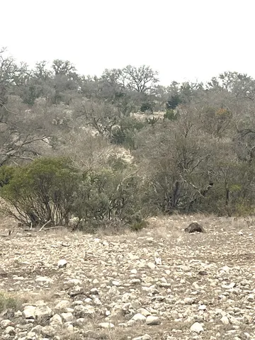 a view of a yard with trees in the background