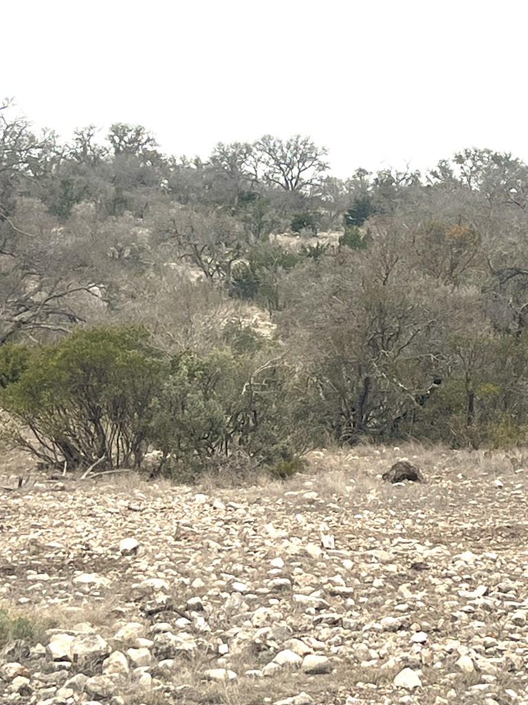 0 Other Rocksprings, TX 78880 - Photo 7 of 61 a view of a yard with trees in the background
