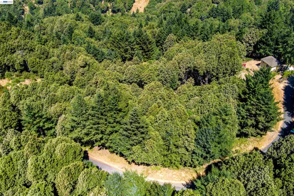 a view of a lush green forest