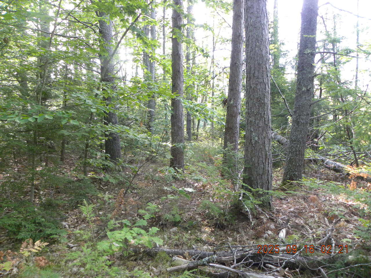 Tbd Tbd 23rd Street Shapleigh, ME 04076 - Photo 4 of 11 DSCN9432