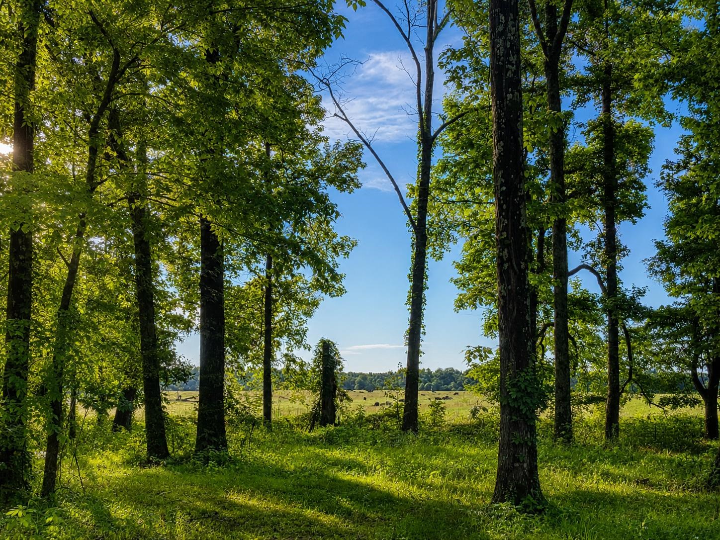 565 Schaeffer Loop Eads, TN 38028 - Photo 36 of 40 a view of an ocean with a tree