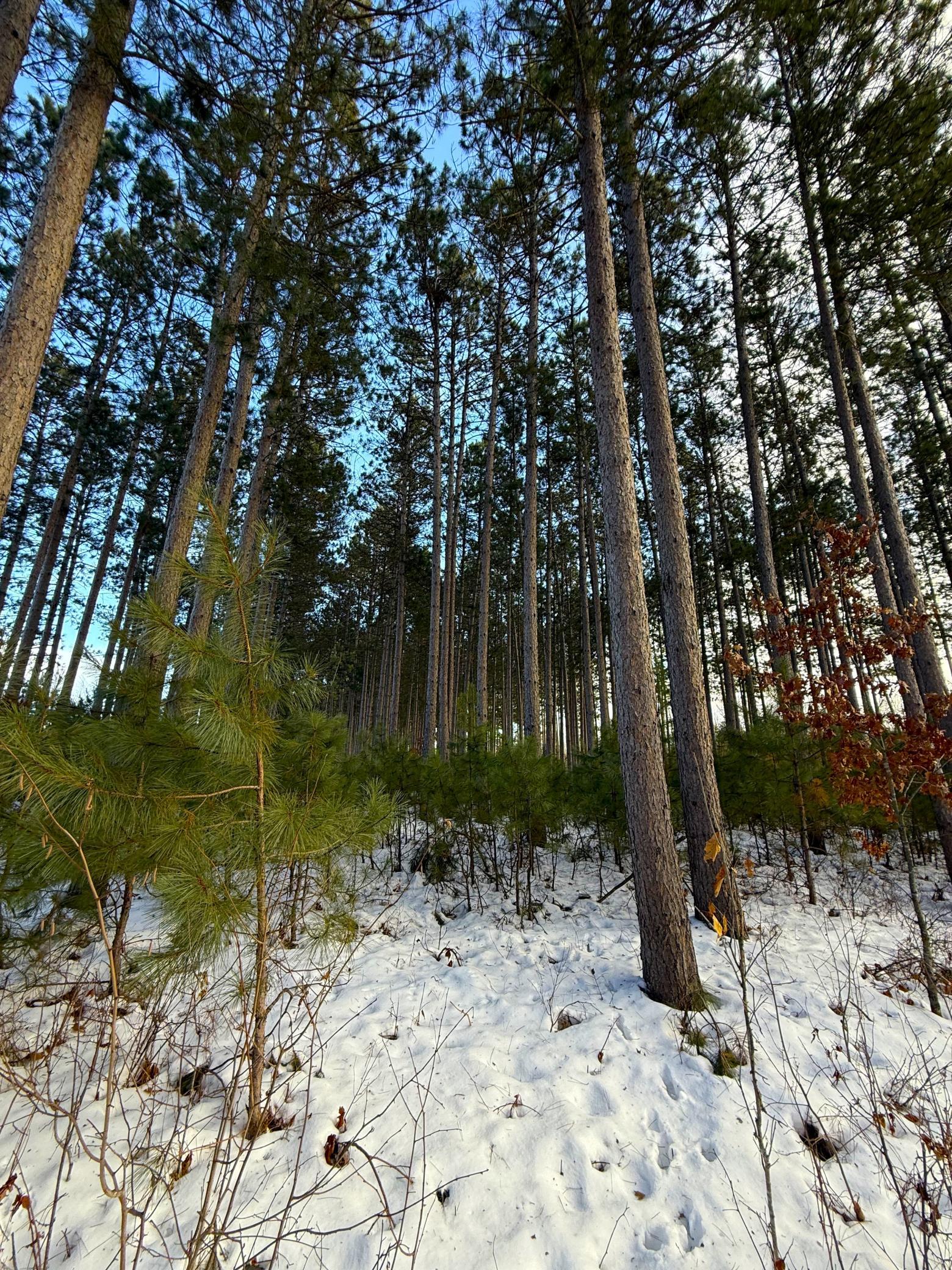 Tbd Sand River Road Hinckley, MN 55037 - Photo 11 of 82