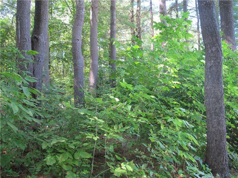 169 Pride Road Auburn, ME 04210 - Photo 23 of 24 Other. Woods in back of house.