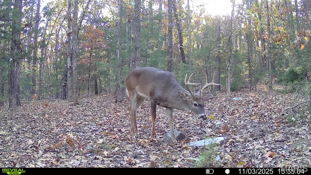 37118 Willow Road Plato, MO 65552 - Photo 43 of 45